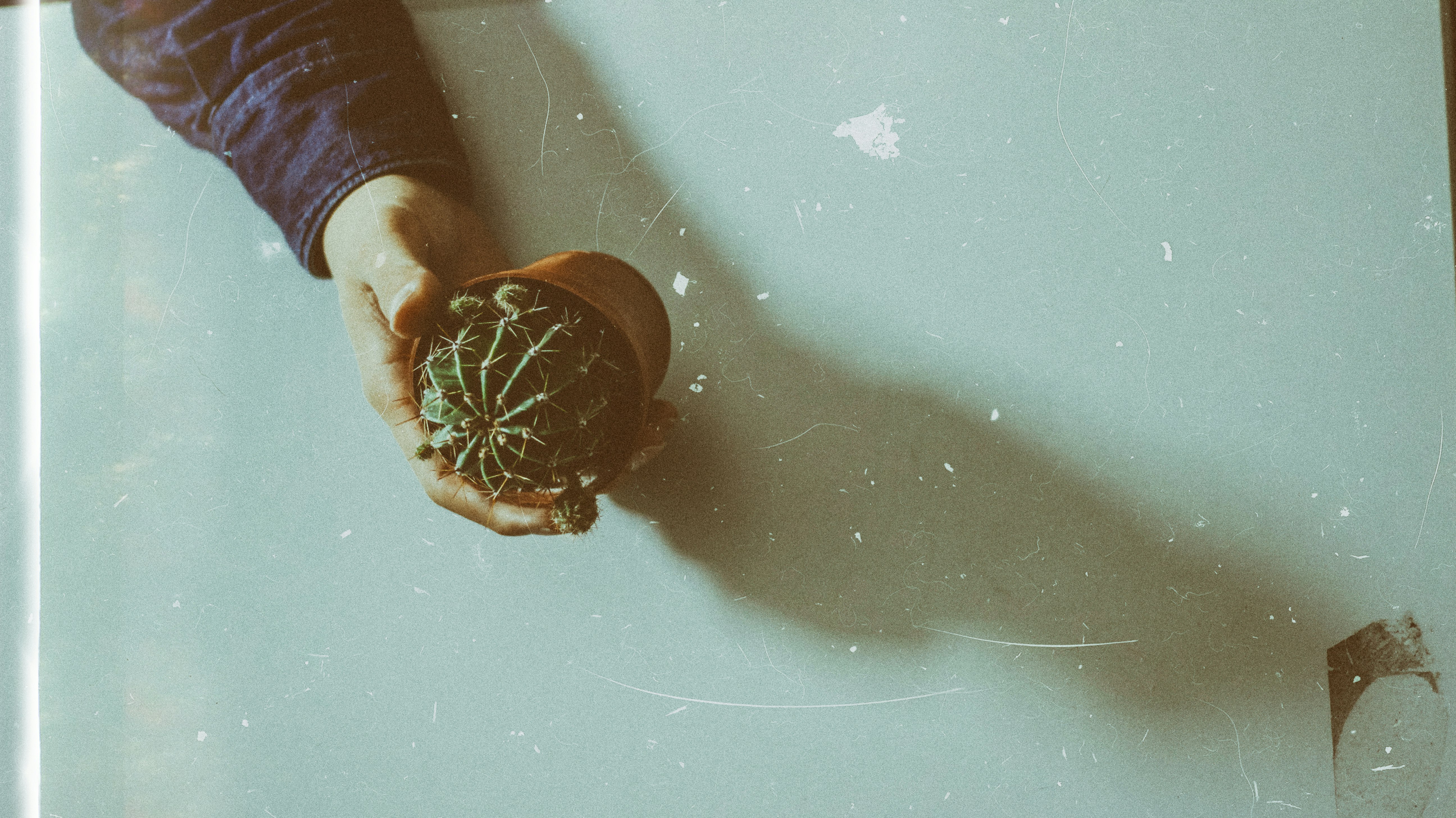 persons hand holding cactus planter